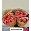 R Gr Lady Somerset