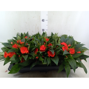 Impatiens NG 'Tamarinda Orange'