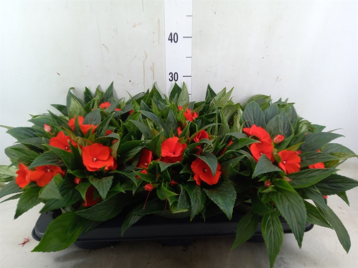<h4>Impatiens NG 'Tamarinda Orange'</h4>