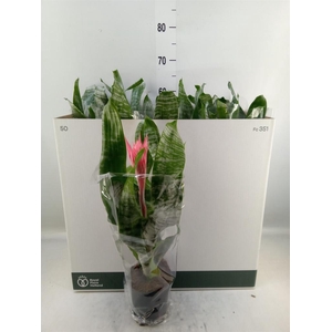 Aechmea fasciata 'Primera'