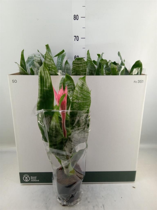 <h4>Aechmea fasciata 'Primera'</h4>