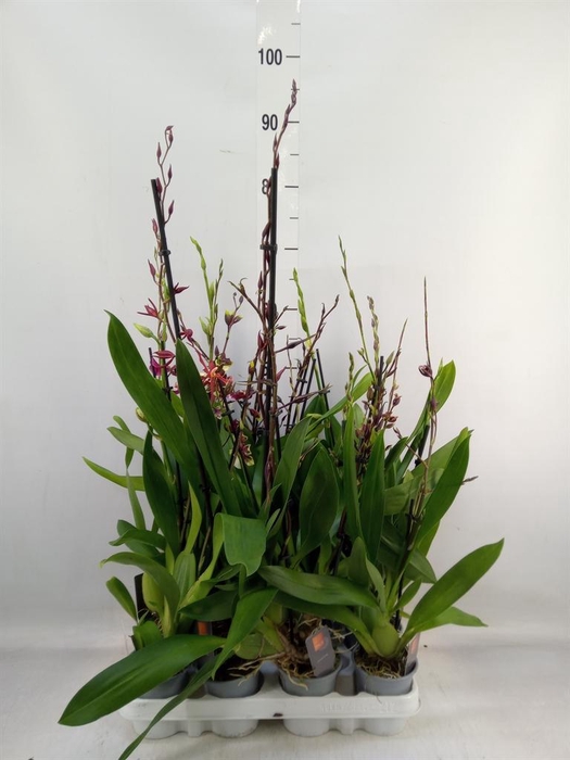 <h4>Cambria   ...mix</h4>