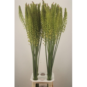Eremurus Yellow Rebel
