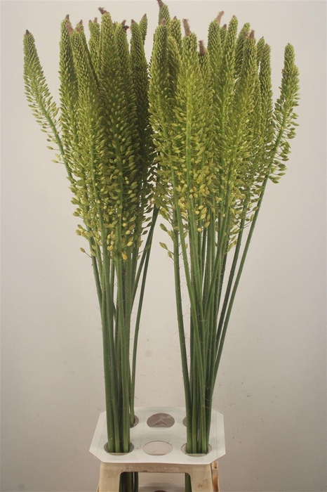 <h4>Eremurus Yellow Rebel</h4>
