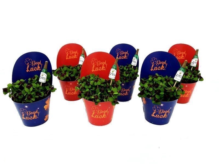 <h4>Oxalis Deppei English Champagne</h4>