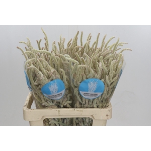 AMAR YEARMING DESERT