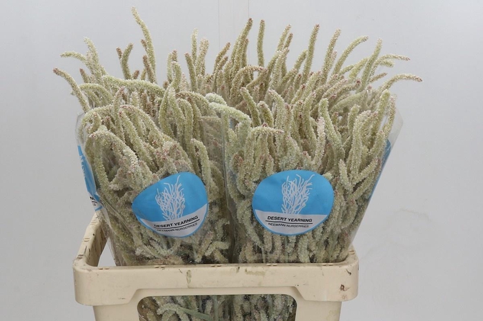 <h4>AMAR YEARMING DESERT</h4>