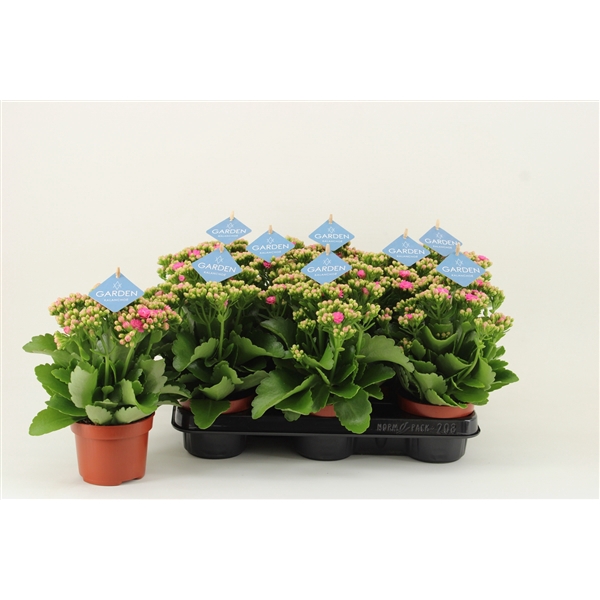<h4>Kalanchoe Garden, Pink</h4>