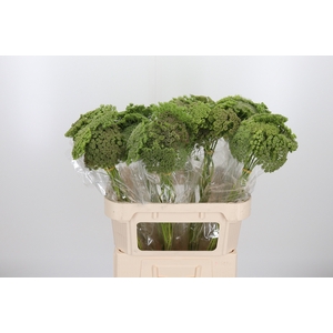 Ammi Majus Visnaga Zaad