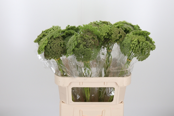 <h4>Ammi Majus Visnaga Zaad</h4>