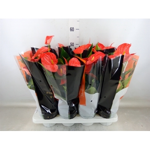 Anthurium andr. 'Florida'