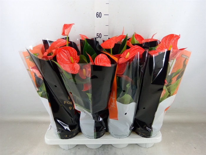 <h4>Anthurium andr. 'Florida'</h4>