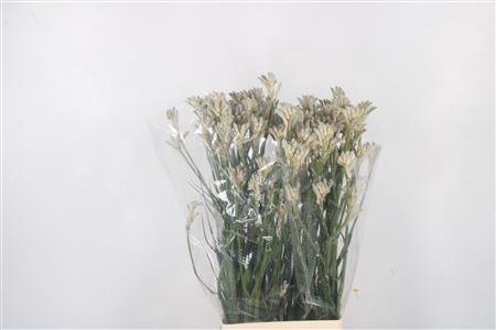 <h4>Anigozanthos Bush Diamond Grey</h4>