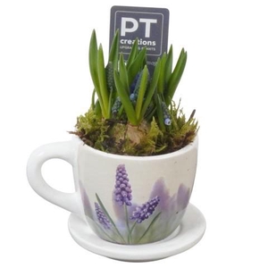 PTMB6311 Arrangement Muscari Blue in keramiek kop en schotel