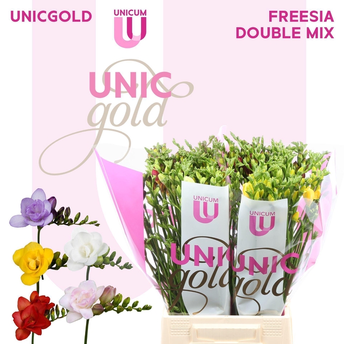 <h4>FREESIA DU   ...MIX</h4>