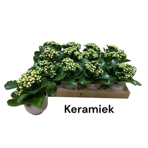 ARR KALANCHOE