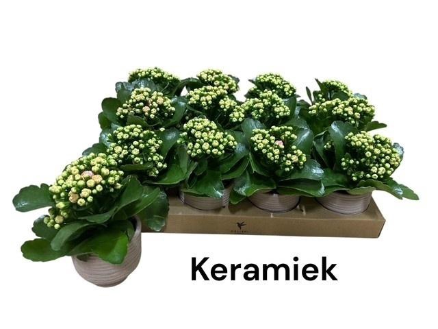<h4>ARR KALANCHOE</h4>