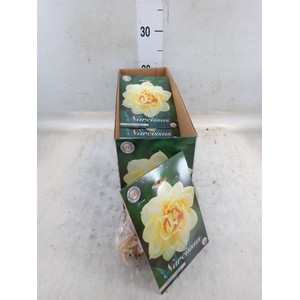 Narcissus   ...flowerbulbs