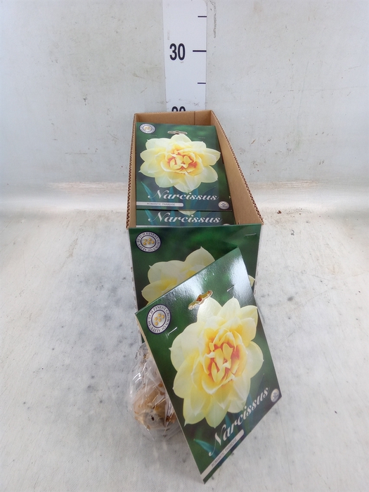 <h4>Narcissus   ...flowerbulbs</h4>