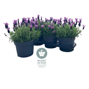 Lavendel Stoechas Bella Toscane pot 19cm