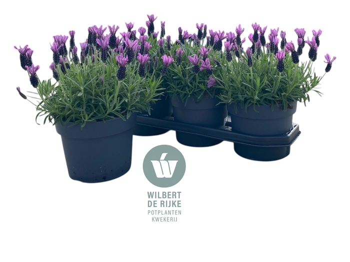 <h4>Lavendel Stoechas Bella Toscane pot 19cm</h4>