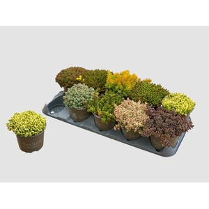 SEDUM GEM