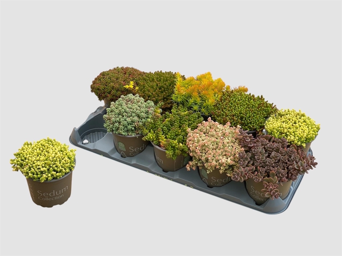 <h4>SEDUM GEM</h4>