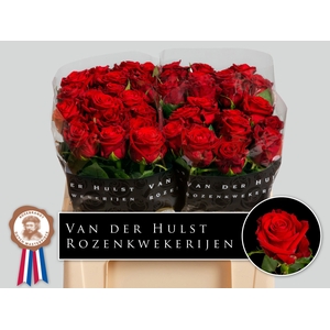 R Gr Con Amore Hulst