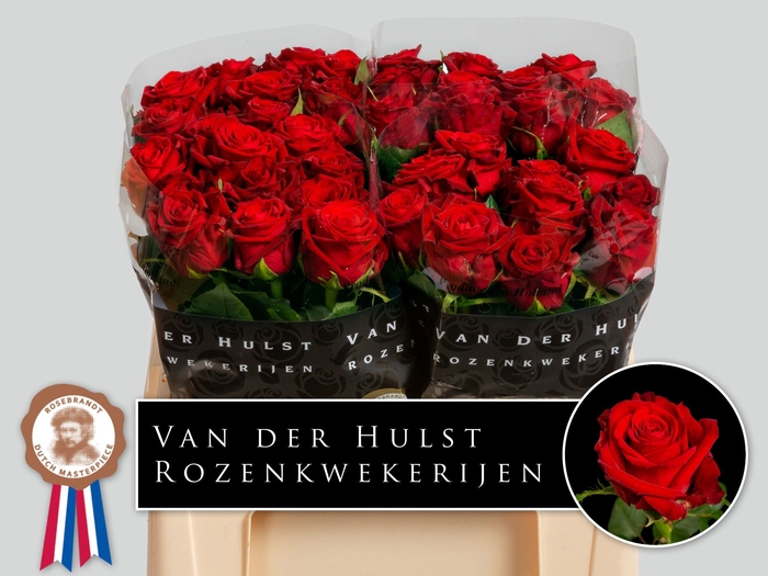 <h4>R Gr Con Amore Hulst</h4>