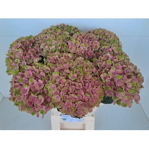 HYDR M MAG CORAL