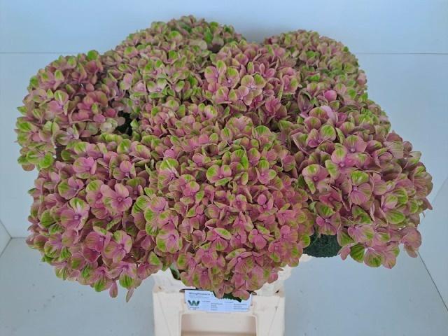 <h4>HYDR M MAG CORAL</h4>