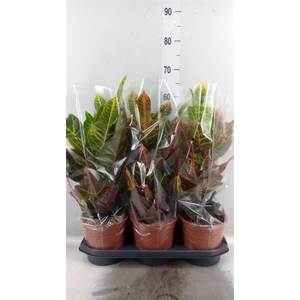 Codiaeum var. GR 'Excellent'