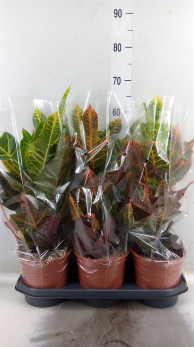 <h4>Codiaeum var. GR 'Excellent'</h4>