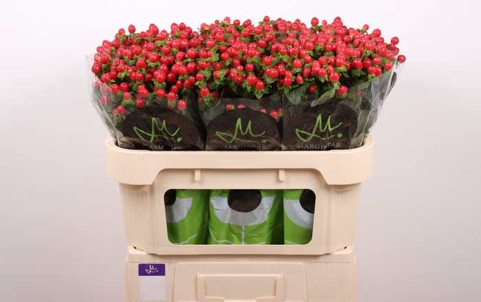 <h4>HYP TOMATO FLAIR</h4>