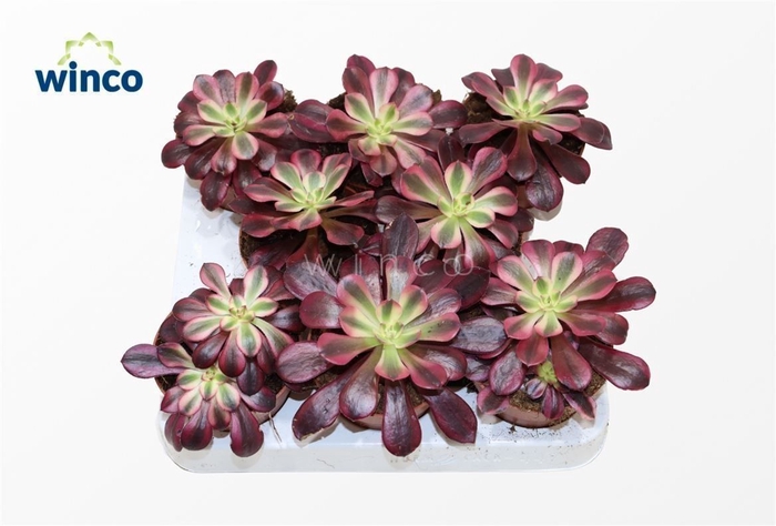 <h4>Aeonium Medusa</h4>