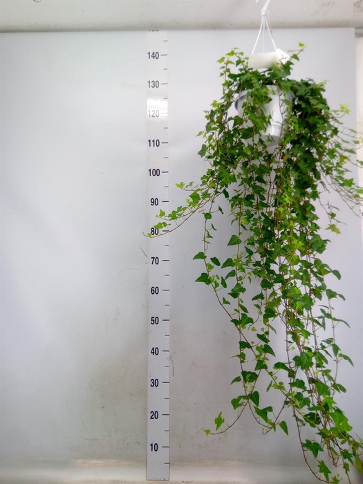 <h4>Hedera helix 'Anna'</h4>