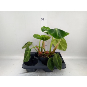 Philodendron   ...