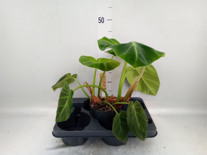 <h4>Philodendron   ...</h4>