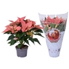 Euphorbia Abricot jolly Xmas hoes