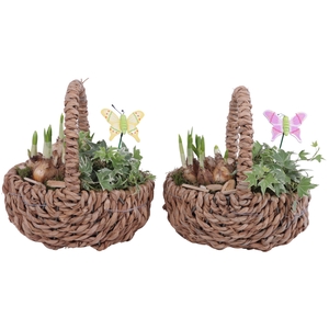 Bulbs Arr. Narcis Waterhyacint Handle Basket Ø21cm