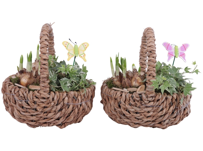<h4>Bulbs Arr. Narcis Waterhyacint Handle Basket Ø21cm</h4>