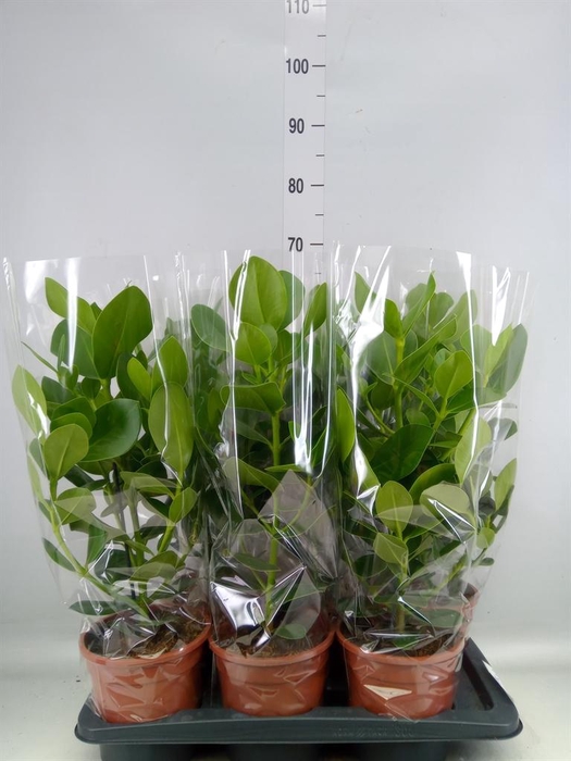 <h4>Clusia rosea 'Princess'</h4>