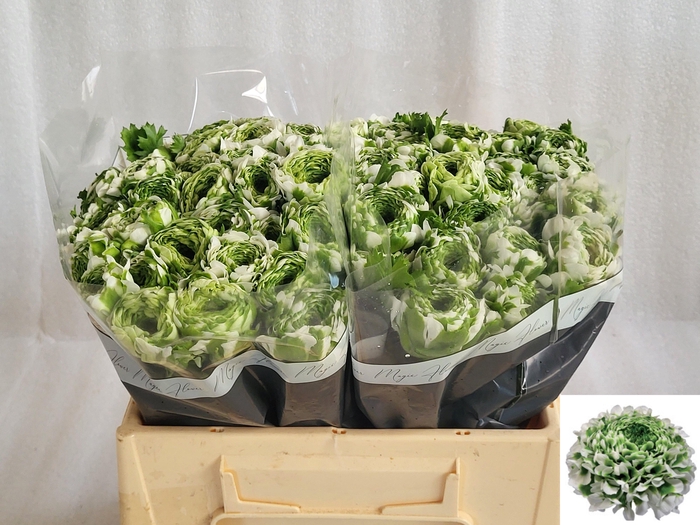 <h4>RAN PON PON IGLOO</h4>