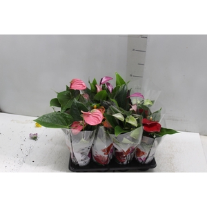 ANTHURIUM VARIADO P06