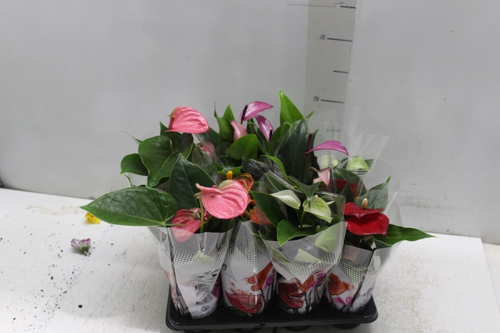 <h4>ANTHURIUM VARIADO P06</h4>