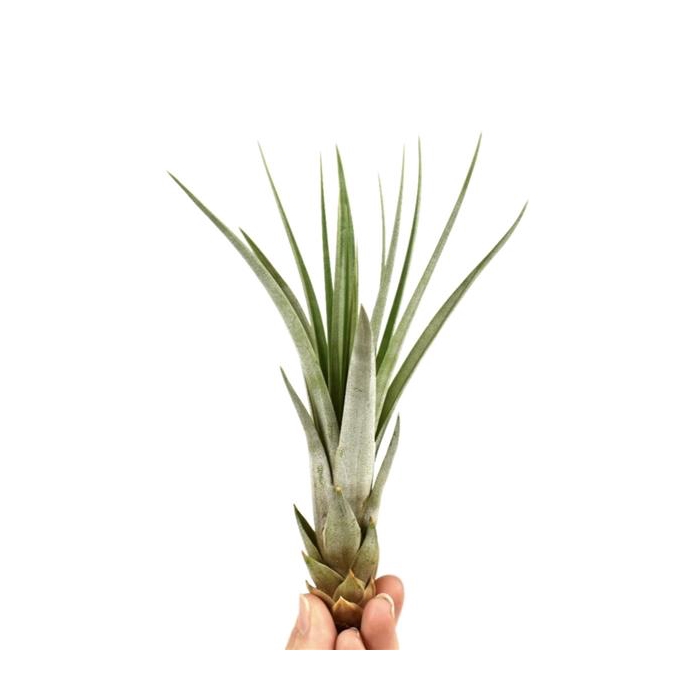 <h4>Tillandsia faciculata</h4>
