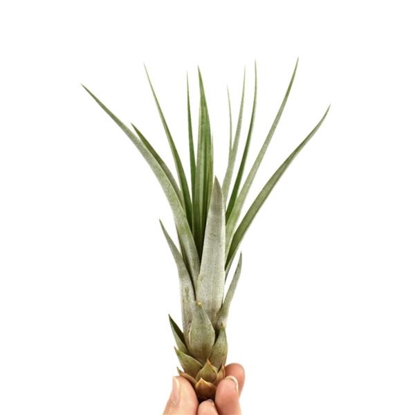 <h4>Tillandsia faciculata</h4>