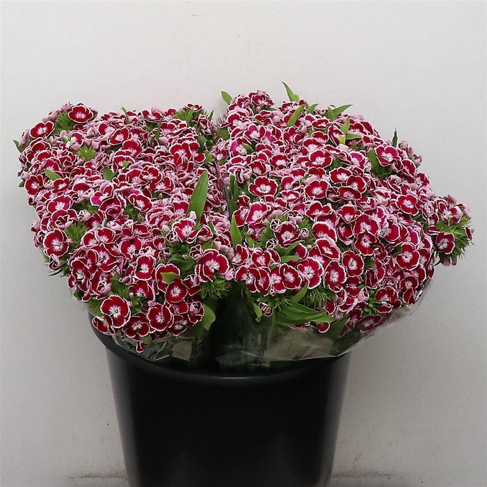 <h4>DI BARB KING</h4>