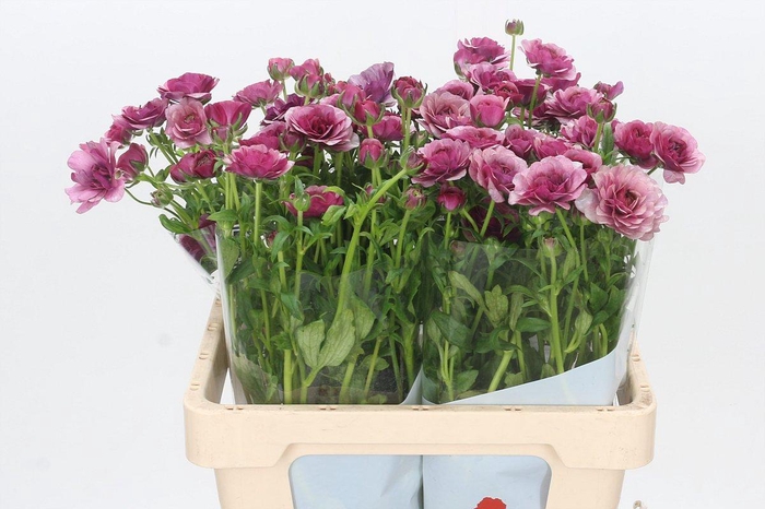<h4>Ranunculus Butterfly Thiva</h4>