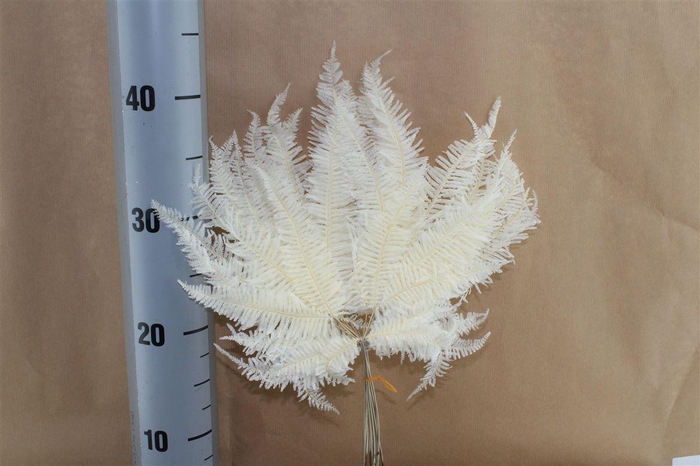 <h4>Japan Deco Mountain Fern White 10 Pcs</h4>